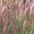 ARBORIX - 6 x Eulalie de Chine 'China' - Miscanthus sinensis 'China'  - godet 9cm x 9cm - vignette