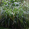 ARBORIX - 6 x Laîche pendante - Carex Pendula  - godet 9cm x 9cm - vignette