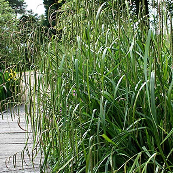 ARBORIX - 6 x Laîche pendante - Carex Pendula  - godet 9cm x 9cm - large