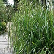 ARBORIX - 6 x Laîche pendante - Carex Pendula  - godet 9cm x 9cm - vignette