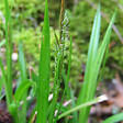 ARBORIX - 6 x Laîche des bois - Carex sylvatica  - godet 9cm x 9cm - vignette