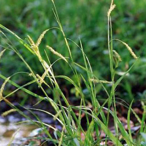 ARBORIX - 6 x Laîche des bois - Carex sylvatica  - godet 9cm x 9cm - large