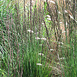 ARBORIX - 6 x Molinie 'Moorhexe' - Molinia Caerulea 'Moorhexe'  - godet 9cm x 9cm - vignette