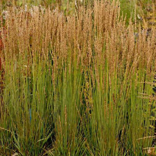 ARBORIX - 6 x Molinie 'Moorhexe' - Molinia Caerulea 'Moorhexe'  - godet 9cm x 9cm - large