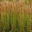 ARBORIX - 6 x Molinie 'Moorhexe' - Molinia Caerulea 'Moorhexe'  - godet 9cm x 9cm - vignette