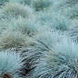 ARBORIX - 6 x Fétuque bleue 'Elijah Blue' - Festuca glauca 'Elijah Blue'  - godet 9cm x 9cm - vignette