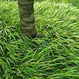 ARBORIX - 6 x Herbe du Japon - Hakonechloa macra  - godet 9cm x 9cm - vignette