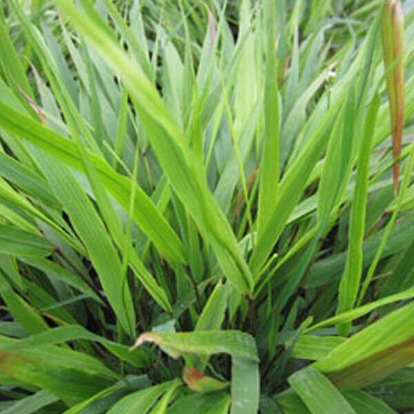 ARBORIX - 6 x Herbe du Japon - Hakonechloa macra  - godet 9cm x 9cm - large