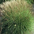 ARBORIX - 6 x Eulalie 'Adagio' - Miscanthus Sinensis 'Adagio'  - godet 9cm x 9cm - vignette
