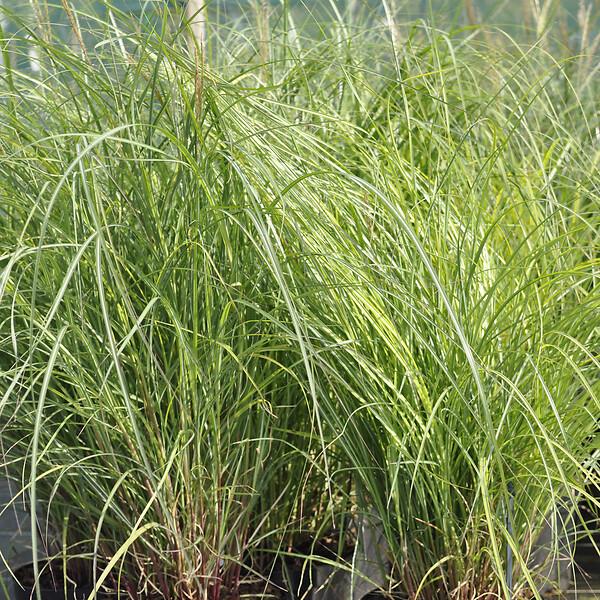 ARBORIX - 6 x Eulalie 'Adagio' - Miscanthus Sinensis 'Adagio'  - godet 9cm x 9cm - large