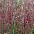 ARBORIX - 6 x Fétuque améthyste - Festuca amethystina  - godet 9cm x 9cm - vignette