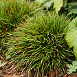 ARBORIX - 6 x Luzule velue - Luzula pilosa 'Igel'  - godet 9cm x 9cm - vignette