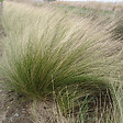 ARBORIX - 6 x Cheveux d'anges - Stipa Tenuifolia  - godet 9cm x 9cm - vignette