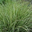 ARBORIX - 6 x Agrostide a fleurs étroites 'Overdam' - Calamagrostis Acutiflora 'Overdam'  - godet 9cm x 9cm - vignette