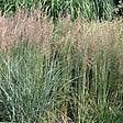 ARBORIX - 6 x Agrostide a fleurs étroites 'Overdam' - Calamagrostis Acutiflora 'Overdam'  - godet 9cm x 9cm - vignette