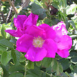 ARBORIX - 2 x Rosier rugueux - Rosa rugosa  - 40-60 cm pot - vignette