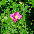 ARBORIX - 2 x Rosier rugueux - Rosa rugosa  - 40-60 cm pot - vignette