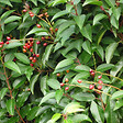 ARBORIX - 2 x Laurier du Portugal - Prunus Lusitanica  - 30-40 cm pot - vignette