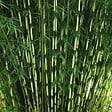 ARBORIX - Bambou 'Pingwu' - Fargesia robusta 'Pingwu'  - 60- 80 cm pot - vignette