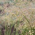 ARBORIX - 6 x Brize intermédiaire - Briza media  - godet 9cm x 9cm - vignette