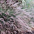 ARBORIX - 6 x Herbe aux écouvillons - Pennisetum Viridescens  - godet 9cm x 9cm - vignette