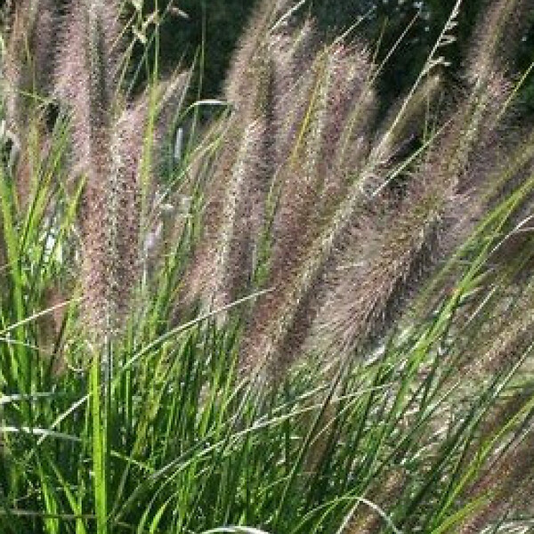 ARBORIX - 6 x Herbe aux écouvillons - Pennisetum Viridescens  - godet 9cm x 9cm - large