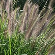 ARBORIX - 6 x Herbe aux écouvillons - Pennisetum Viridescens  - godet 9cm x 9cm - vignette