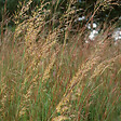 ARBORIX - 6 x Herbe des Indiens - Sorghastrum nutans  - godet 9cm x 9cm - vignette