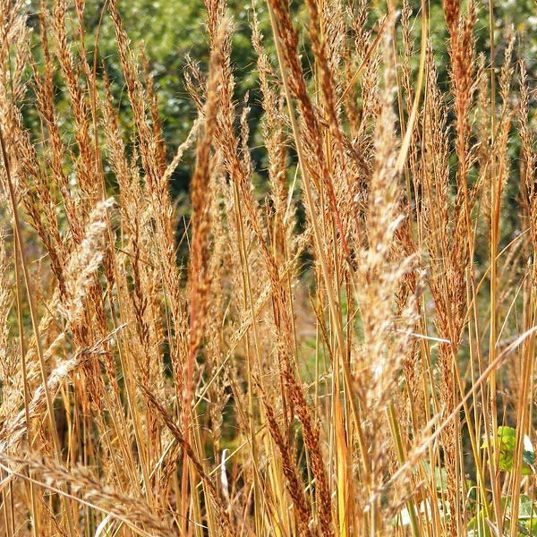 ARBORIX - 6 x Herbe des Indiens - Sorghastrum nutans  - godet 9cm x 9cm - large