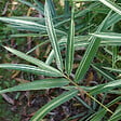 ARBORIX - 2 x Bambou nain - Pleioblastus variegatus  - pot - vignette