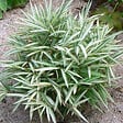 ARBORIX - 2 x Bambou nain - Pleioblastus variegatus  - pot - vignette