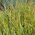 ARBORIX - 6 x Sesleria bleu - Sesleria Heufleriana  - godet 9cm x 9cm - vignette