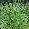 ARBORIX - 6 x Sesleria bleu - Sesleria Caerulea  - godet 9cm x 9cm - vignette