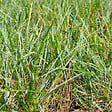 ARBORIX - 6 x Sesleria bleu - Sesleria Caerulea  - godet 9cm x 9cm - vignette