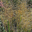 ARBORIX - 6 x Canche cespiteuse - Deschampsia cespitosa 'Bronzeschleier'  - godet 9cm x 9cm - vignette