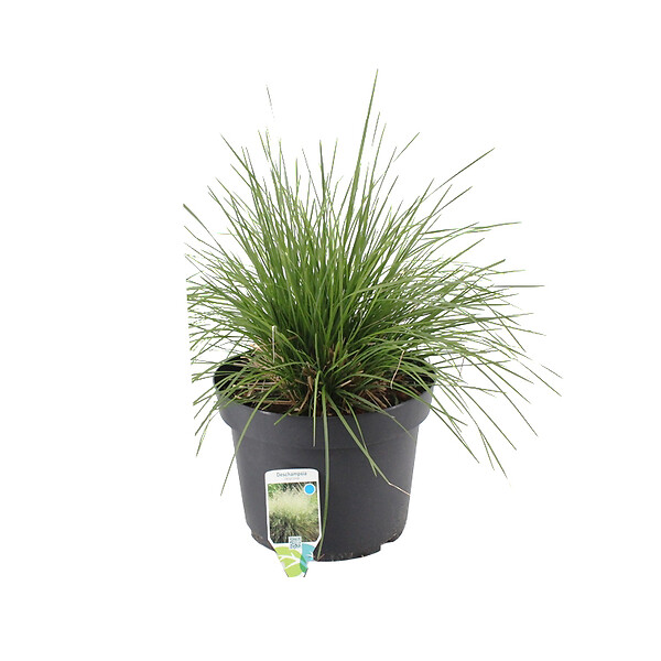 ARBORIX - 6 x Canche cespiteuse - Deschampsia cespitosa 'Bronzeschleier'  - godet 9cm x 9cm - large