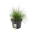 ARBORIX - 6 x Canche cespiteuse - Deschampsia cespitosa 'Bronzeschleier'  - godet 9cm x 9cm - vignette