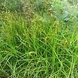 ARBORIX - 6 x Laîche palmée - Carex muskingumensis  - godet 9cm x 9cm - vignette