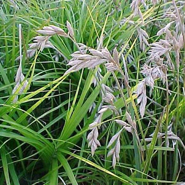 ARBORIX - 6 x Laîche palmée - Carex muskingumensis  - godet 9cm x 9cm - large