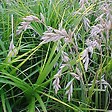 ARBORIX - 6 x Laîche palmée - Carex muskingumensis  - godet 9cm x 9cm - vignette
