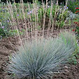 ARBORIX - 6 x Fétuque bleue - Festuca glauca  - godet 9cm x 9cm - vignette