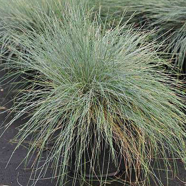 ARBORIX - 6 x Fétuque bleue - Festuca glauca  - godet 9cm x 9cm - large