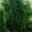 ARBORIX - Fargesia nitida 'Great Wall' - Fargesia nitida 'Great Wall'  - 60- 80 cm pot - vignette