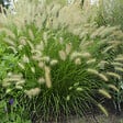 ARBORIX - 6 x Herbe aux écouvillons - Pennisetum Alopecuroides  - godet 9cm x 9cm - vignette
