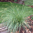 ARBORIX - 6 x Fétuque mairei - Festuca mairei  - godet 9cm x 9cm - vignette