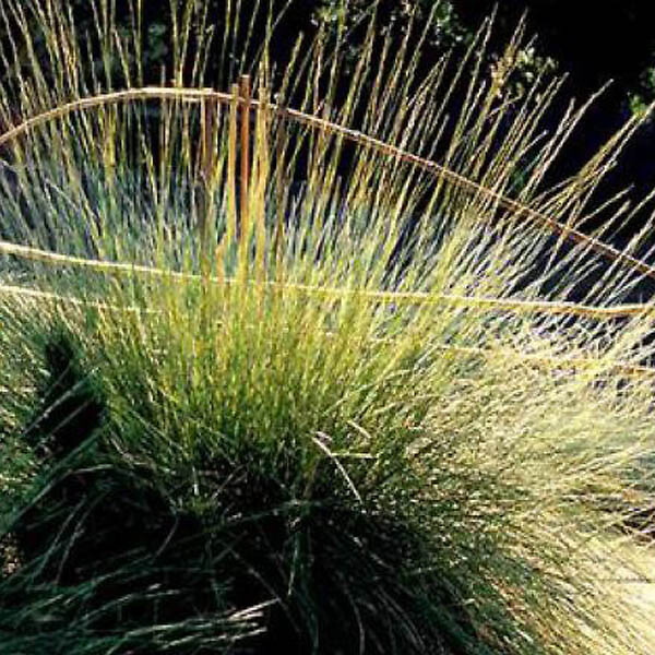 ARBORIX - 6 x Fétuque mairei - Festuca mairei  - godet 9cm x 9cm - large