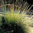 ARBORIX - 6 x Fétuque mairei - Festuca mairei  - godet 9cm x 9cm - vignette