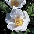 ARBORIX - 2 x Rosier rugueux 'Alba' - Rosa rugosa 'Alba'  - 40-60 cm pot - vignette