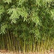ARBORIX - Fargesia robusta 'Formidable' - 80-100 cm pot - vignette