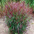 ARBORIX - 6 x Panic effilé 'Squaw' - Panicum Virgatum 'Squaw'  - godet 9cm x 9cm - vignette